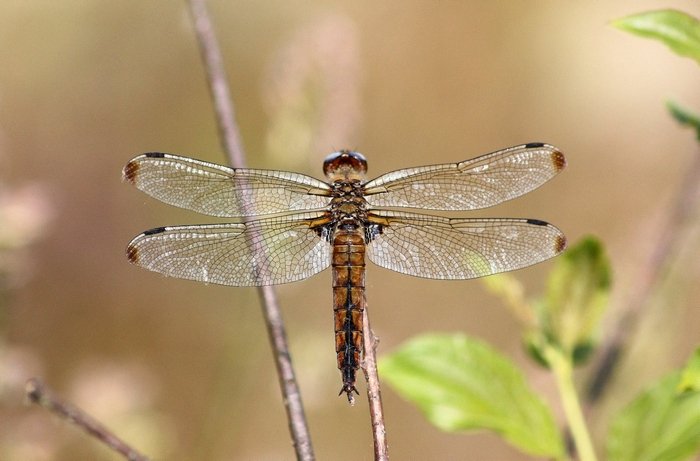 Libellula fulva?